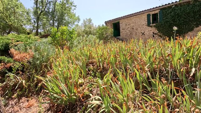 Sun-scorched flower bed showing heatwave damage, France