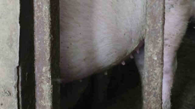 Close-up of pink pig eye behind rusty metal bars. Animal body parts visible through enclosure, dirty farm environment. Farm animal portrait, domestic livestock in confinement.