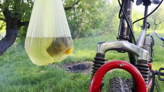 Small fish in plastic bag of water hanging from bicycle fork, close-up view of bike tire, outdoor scene with green grass and trees in background, smoke rising from distant area, outdoor recreation