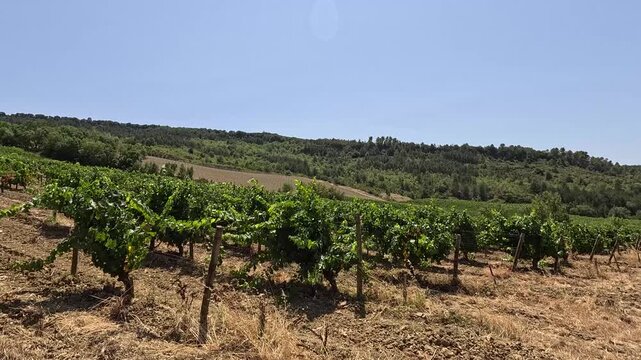Vineyard on rolling hills in French countryside, panning shot