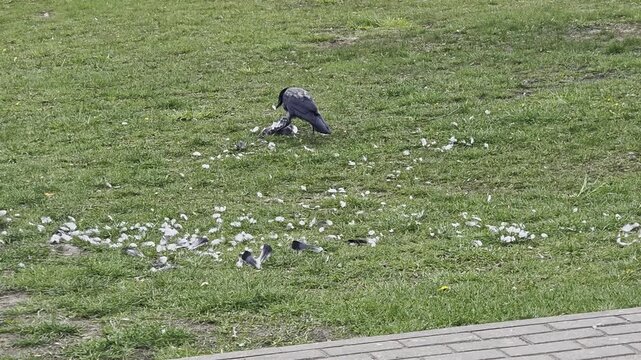Crow feeding on prey animal carcass with feathers scattered on green grass during day, another bird flying away from scene, natural predation event outdoors
