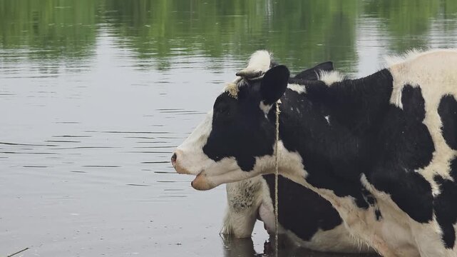 Black and white cow stands in water of river or pond, looking toward left side of frame, showing calm expression with reflections of trees on surface