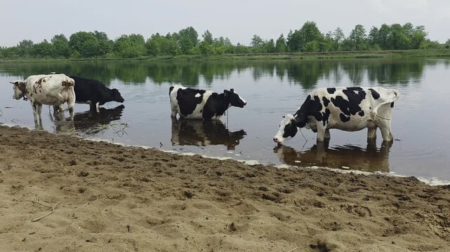 Four cows stand in shallow water on river bank, one cow drinks from calm surface, black and white and brown and white livestock cool themselves in nature, peaceful rural scene of cattle