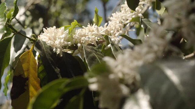 Macro video of termite workers moving across dry leaves and decaying wood while transporting organic material on the forest floor, highlighting decomposition and ecosystem activity.