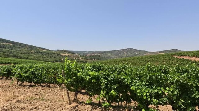 Vineyard on rolling hills in French countryside, panning shot
