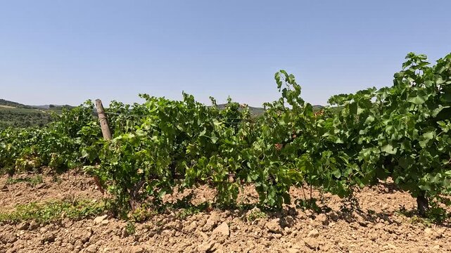Vineyard on rolling hills in French countryside, static shot