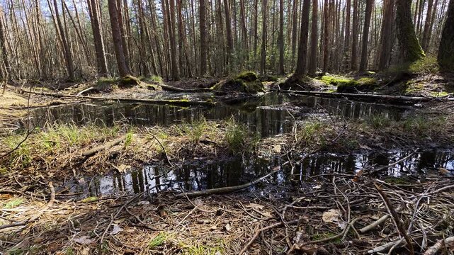 Forest pond surface reflecting tall pine trees and blue sky on sunny day, surrounded by dry leaves, fallen branches, green moss, and natural wilderness environment