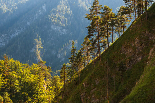 Sunlit pine trees on a steep mountain slope overlooking a deep forested valley in the Austrian Alps