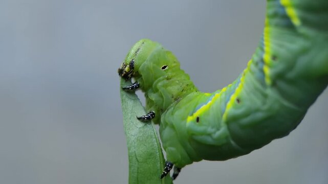A green Daphnis nerii caterpillar insect eats a fresh leaf with blurred on background at the garden