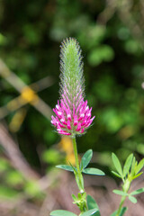 Obraz premium Close-up of vibrant crimson clover (Trifolium incarnatum) blooming among wild daisies in a natural meadow with a soft blurred background.