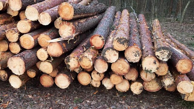 Large stack of freshly cut pine logs piled outdoors in forest clearing for timber industry. Harvested wood resource ready for processing and transport from woodland environment.