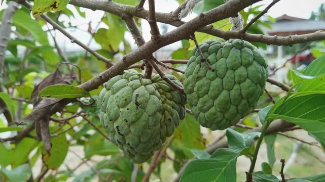 Pair of unripe sugar apples Annona squamosa hanging from tree branch surrounded by green foliage outdoors