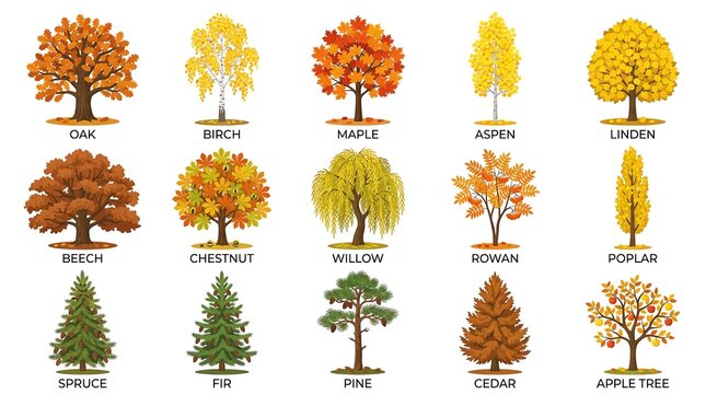Collection of various deciduous and coniferous tree species with autumn foliage and green leaves isolated on white background