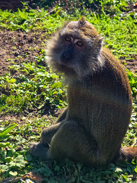 Crab-eating macaque sitting on green grass