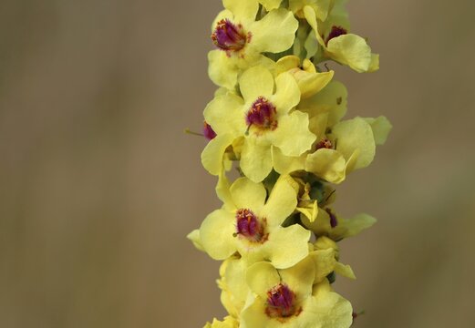 Black mullein (Verbascum nigrum) blooming in a meadow