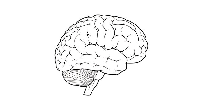 Detailed medical illustration of a human brain side view showing internal structures and folds isolated on transparent background