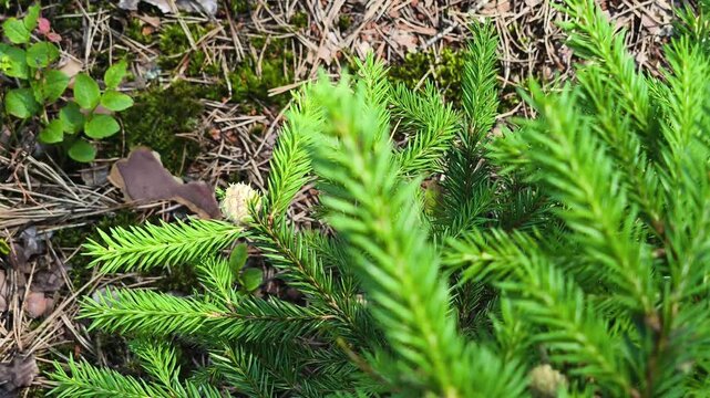 A young fir tree in the forest in daylight. The beauty of nature. Natural background close-up