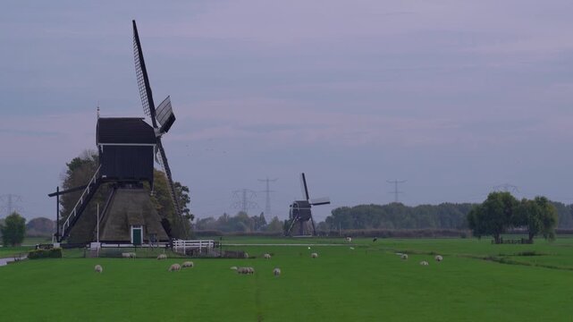 Flock of sheep grazing in a green pasture with a traditional wooden Dutch windmill in the background under an overcast sky in the Netherlands.