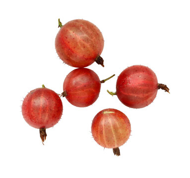 fresh organic red gooseberries isolated on white background