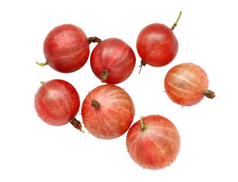 fresh organic red gooseberries isolated on white background