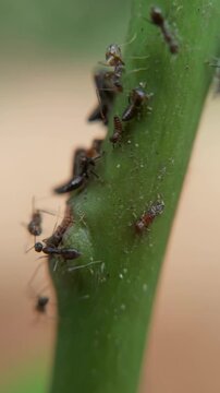 Camponotus ants tend treehoppers on a green plant stem in a close up macro shot