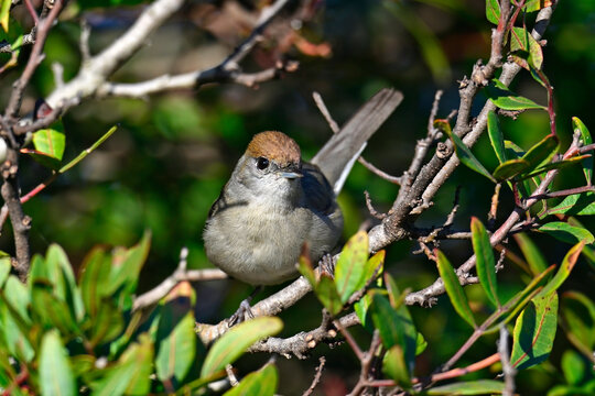 Eurasian blackcap - female // M&ouml;nchsgrasm&uuml;cke - Weibchen (Sylvia atricapilla) 