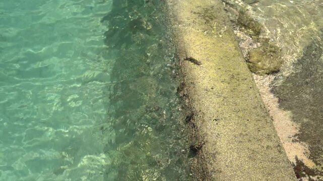 海の防波堤やコンクリートの壁面に群がる小さなカニたち