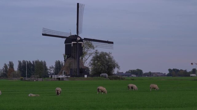 Flock of sheep grazing in a green pasture with a traditional wooden Dutch windmill in the background under an overcast sky in the Netherlands.