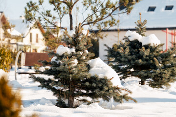 Obraz premium Evergreen trees covered in fresh snow during winter