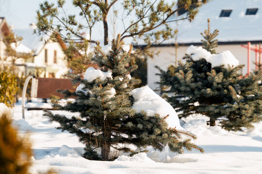 Evergreen trees covered in fresh snow during winter