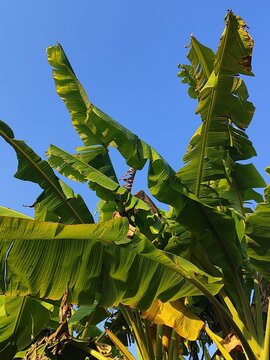 Kebumen, Central Java, Indonesia: Green banana leaves of a tropical banana tree against a clear blue sky on a bright sunny day.