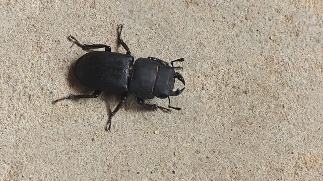 Black stag beetle resting on textured concrete surface, detailed close up of insect body, legs, and mandibles. Wildlife creature outdoors under natural light, top view.