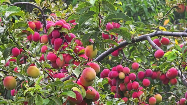 Bountiful harvest of red and yellow plums hanging from branches of plum tree, showcasing vibrant colors and fresh fruit ready for picking, lush green foliage framing succulent fruit on sunny day