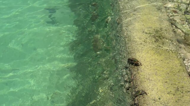 海の防波堤やコンクリートの壁面に群がる小さなカニたち