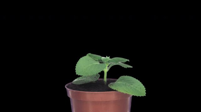 Timelapse of a lemon balm (Melissa officinalis) plant growing in a flower pot on a black background. Fresh green medicinal herb, ideal for nature, gardening, botany, and plant growth concepts.
