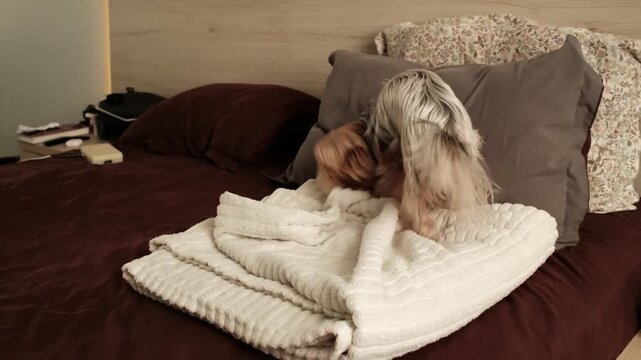 Yorkshire Terrier circles on a cozy blanket searching for the perfect sleeping position before resting.
Natural bedtime behavior of a small companion dog at home.