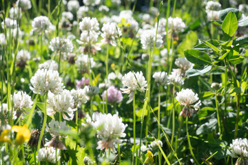 Fototapeta premium Horizontal summer meadow scene covered with blooming white clover flowers and tall green grass under bright sunlight. Great for garden design, natural backgrounds, and floral texture art.