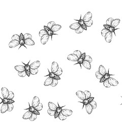 seamless pattern lepidoptera night moth hand drawn. scales flutter, crepuscular pheromones, chrysalis larvae lepidoptera night moth black sketch illustration © PikePicture