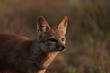Profile portrait of a Bengal fox (Vulpes bengalensis) on Masai Plateau near Panhala Kolhapur.  © Amol