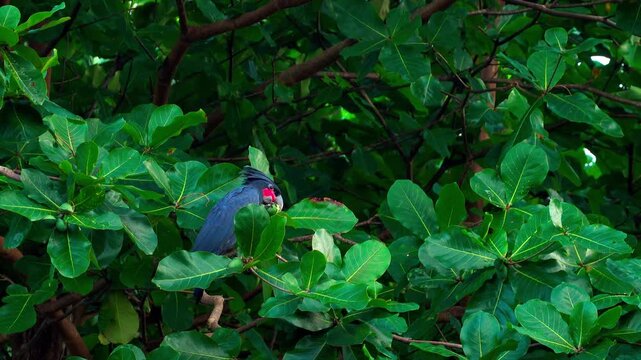 Exotic palm cockatoo (Probosciger aterrimus) peacefully eating sea almond fruits in Raja Ampat, Indonesia