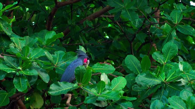 Exotic palm cockatoo (Probosciger aterrimus) peacefully eating sea almond fruits in Raja Ampat, Indonesia