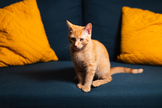 An orange cat sits on a blue couch that has yellow pillows on either side.