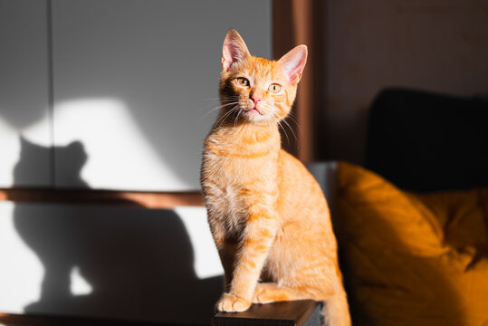 An orange cat stands on a table, illuminated by sunlight streaming through a window. The cat looks toward the camera, with a shadow cast on the wall behind it