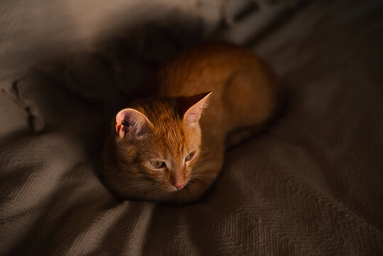 A ginger cat is lying quietly on a soft blanket in a comfortable indoor space. The gentle evening light highlights its features, creating a warm atmosphere