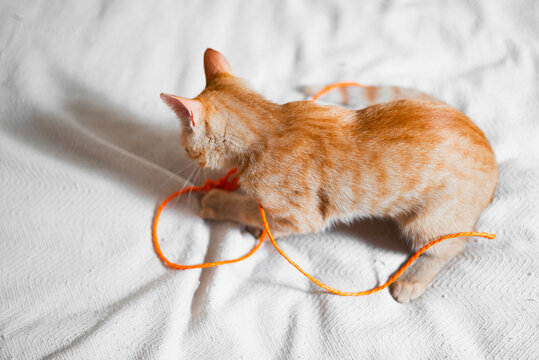 A young orange tabby cat is engaged in play with a piece of vibrant orange string while resting on a light-colored blanket indoors