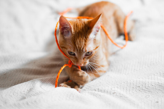 A small ginger cat is playing with a long orange string on a soft white blanket. The cat is focused on its paws and the string, showing a sense of curiosity and playfulness