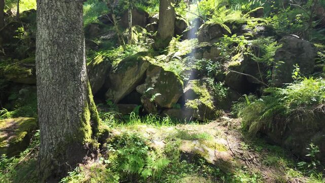 bosco foresta natura 