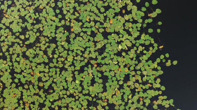 Top-down drone footage flying over lake with yellow water lilies, county Mayo, Ireland.