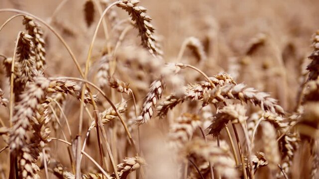Mature cereal grain heads fill foreground in warm sunlit field, with dry curved stalks and soft blurred background creating layered texture, shallow depth, golden beige color, peaceful rural mood