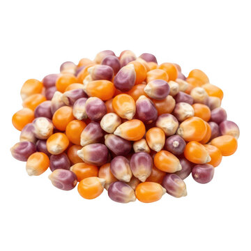 Colorful corn kernels isolated on transparent background